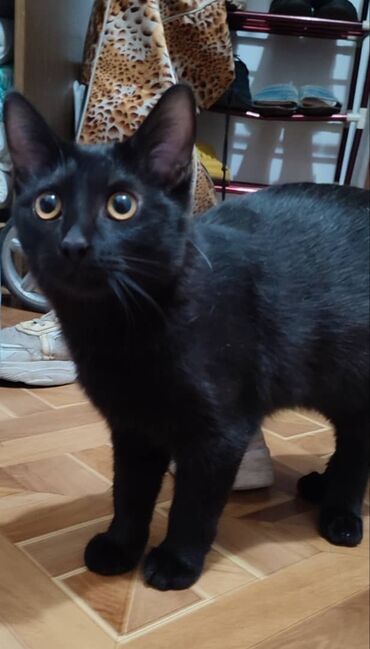 домик для котов: 🌌Ляля, чёрная прелесть ищет свой уютный дом! Возраст - 4 месяца