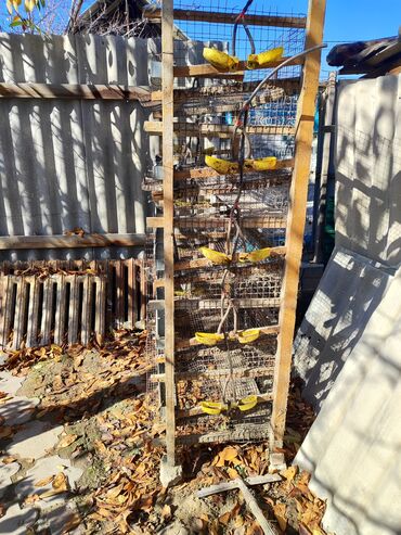 болезни сельскохозяйственных животных: 5 ярустуу бодоно клеткасынан 2 штук Жана 3 ярустуунан 1 штук бар