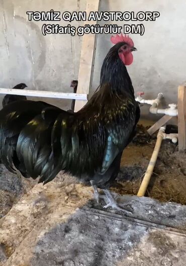 Digər heyvanlar: Təmiz qan Avstralorp cinsli toyuq və xoruzlar - Cins: Australorp