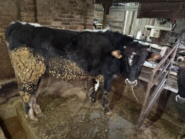 Коровы, быки: Продаю | Бык (самец) | На откорм | Привязанные — 9