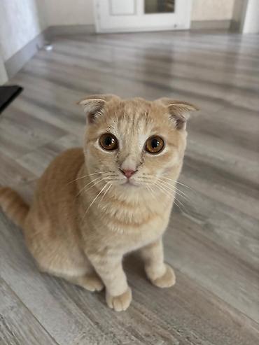 Кошки: Шотландская вислоухая — 3