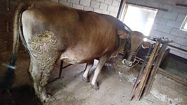 утки жирные: Продаю | Бык (самец), Корова (самка) | На откорм | Племенные — 2