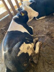 Inəklər, öküzlər: Erkək, il: 1, 170 kq, Ətlik, Ünvandan götürmə -da lalafo.az — 5 Inəklər, öküzlər: Erkək, il: 1, 170 kq, Ətlik, Ünvandan götürmə — 5