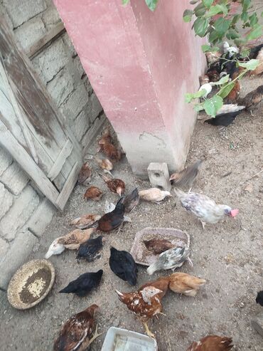 Digər quşlar: 2-3-4 aylıq cucelerdi.vaksinleri olub lasota çiçək vaksini.vitaminleri -da lalafo.az — 3 Digər quşlar: 2-3-4 aylıq cucelerdi.vaksinleri olub lasota çiçək vaksini.vitaminleri — 3