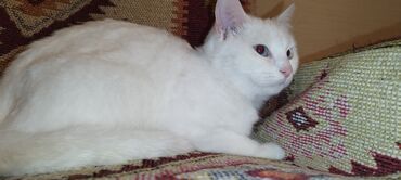 Pişiklər: Dişi, Yaxşı əllərə, Ünvandan götürmə — 3