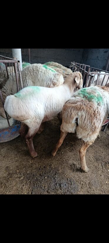 Бараны, овцы: Продаю | Овца (самка) | На забой — 8