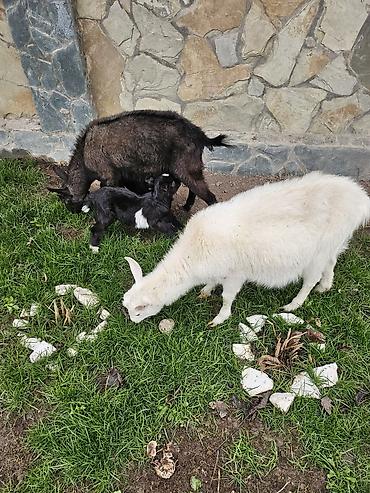 Козы, козлы: Продаю | Коза (самка) | Для молока — 2