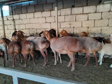 Бараны, овцы: Продаю | Овца (самка) | Арашан | На забой, Для разведения | Котные, Матка