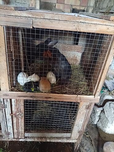 bakida cins ineklerin satisi: Doşnları satıram 11böyüg dovşanlar var 3 Erkey qalanı dişi ballarda — 4