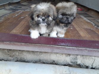 İtlər: Pekines, 1 ay, Dişi, Ödənişli çatdırılma — 10