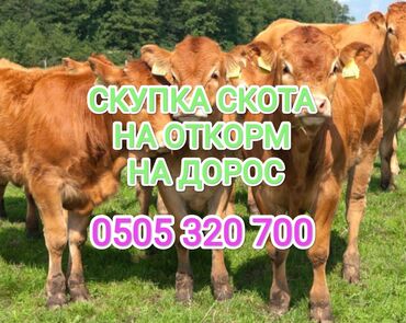 карова стелная: Куплю | Коровы, быки, Лошади, кони | На откорм, Откормленные, Самовывоз