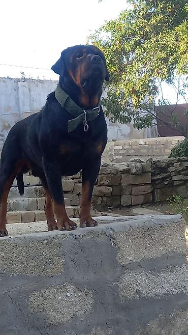 İtlər: Rotveyler, 2 ay, Erkək, Peyvəndli, Ünvandan götürmə — 25