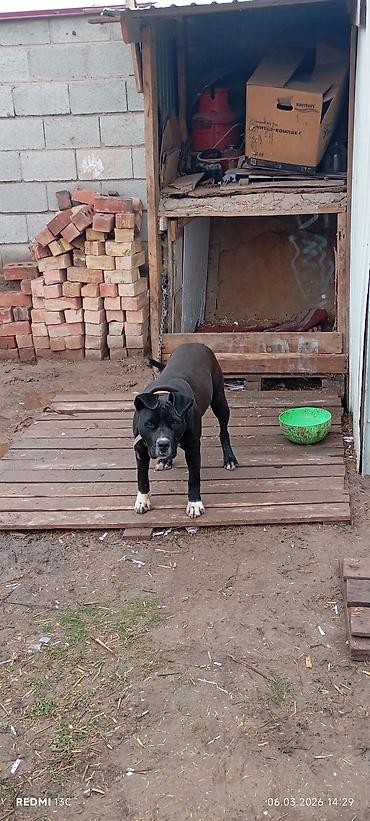 Продажа собак: Питбуль, 7 месяцев, Самка, С прививкой — 1