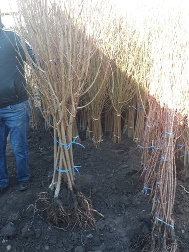газонная трава цена за 1 кг бишкек: Продаю плодовых деревьев цена договорная