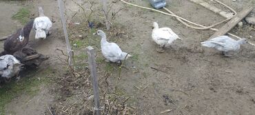 Ördəklər: Həm kəsilməli həm də damazlıq original təmiz cins lal ördəklər ( — 9