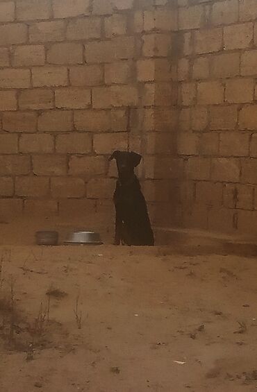 İtlər: Doberman, 9 ay, Erkek — 4