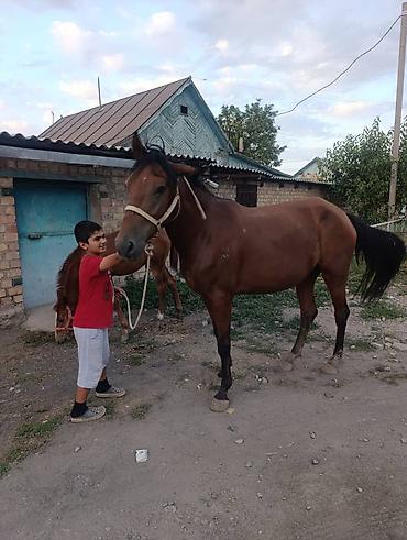 кобыла самка: Продаю | Кобыла (самка) | Для разведения | Племенные — 2