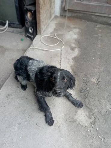 чао чао собака: Продаю собаку,сука порода спаниэль возраст годчистокровная цена 5000