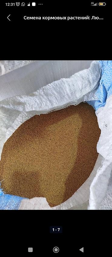 Люцерна: БЕДЕ УРУК САТЫЛАТ! МЕСНЫЙ КАРА - БАЛТАНЫКЫ. ОЗУБУЗДУН ЖЕРДИКИ — 6