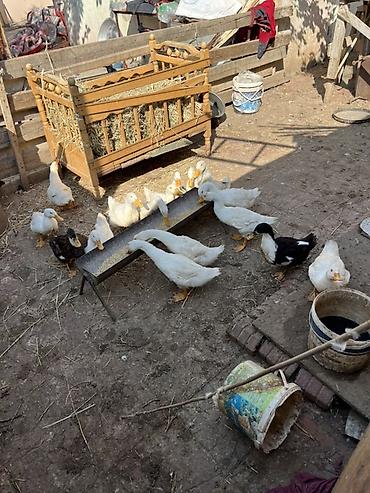 qara avstralorp neyin cinsidir: Sağlam sap sarı yağdılar ən ucuz mən qoymuşam yerim yoxdu xoruzlu — 6