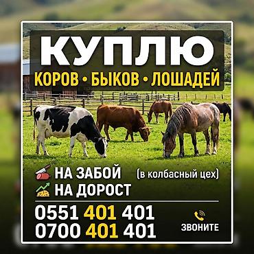 Колбаса цехи : Уйлар, букалар, | Союуга, этке