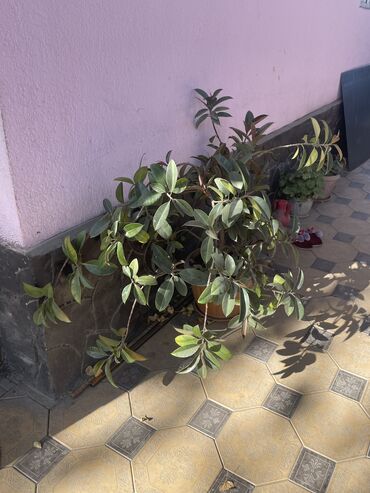 жылкы эти бишкек цена: Үй жана бакча үчүн башка товарлар