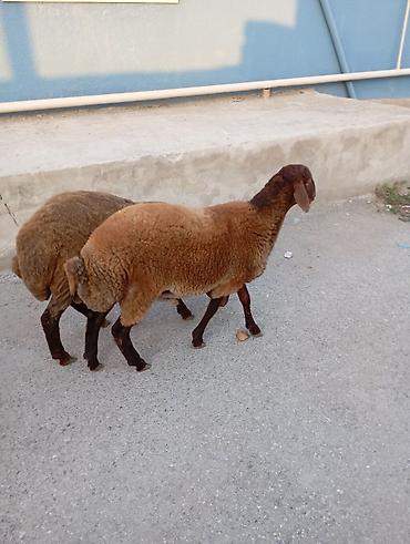mal qara: Maşallah 7aylıq erkeydi qiymete göre narahat etme — 1