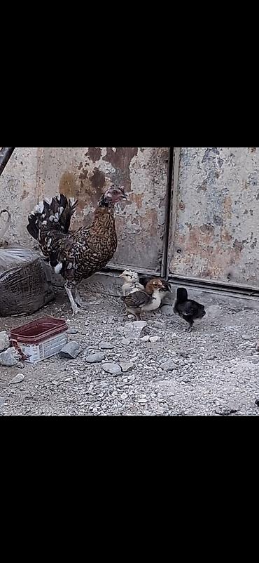 cucə yemləri: Toyuq cücələri, Damazlıq — 1