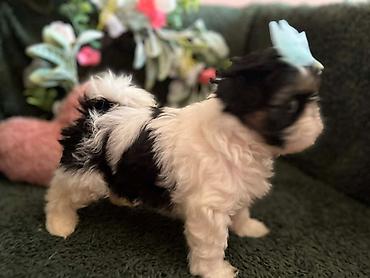 Psi: Prelepi Shih Tzu štenci iz registrovane FCI/KSS odgajivačnice „Moon — 8