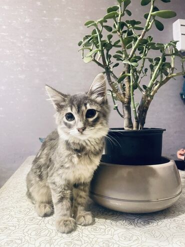 Akvarium aksessuar və ləvazimatları: Dişi, Yaxşı əllərə, Ünvandan götürmə