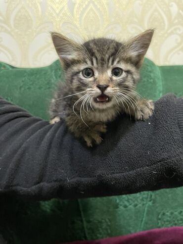 сиамский кошка: Отдам в добрые руки Котёнок тигрового окраса - Милый короткошёрстный