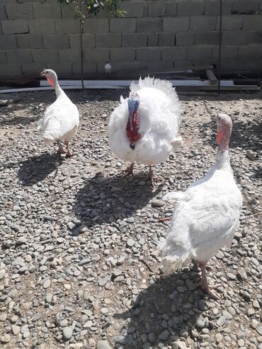 cuce ve xoruz: Biq6 8 aylıq xoruz fərə satılır xoruz aktivdi özü tam mayalayır