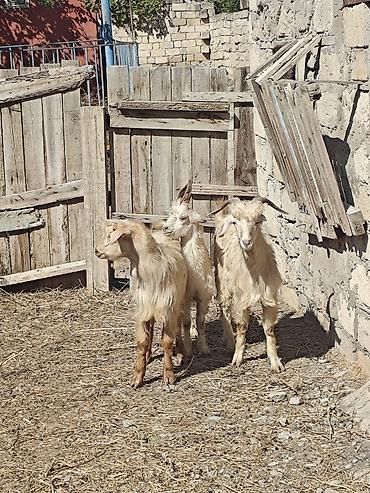 lalafo qoyun satisi: Mart Aprel Çəpişleri 1 dənəsi 150 manat sağlam heyvanlardir — 1