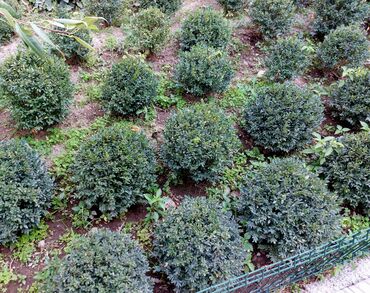 кора декоративная: Самшит. Шары!!! (Buxus) в форме шаров для живых бордюров и топиари