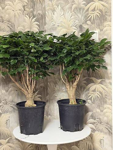 бонсай: ☕ Кофе дарагы сатылат 📏 Бийиктиги: 80 см 🌿 Жандуу, ден соолугу жакшы 💰 — 1