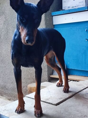 İtlər: Doberman, 8 ay, Dişi, Peyvəndli, Ünvandan götürmə