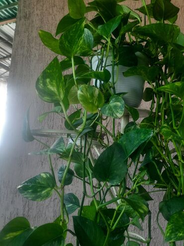 Алоэ: Алоэ at lalafo.kg — 16 Алоэ: Алоэ — 16