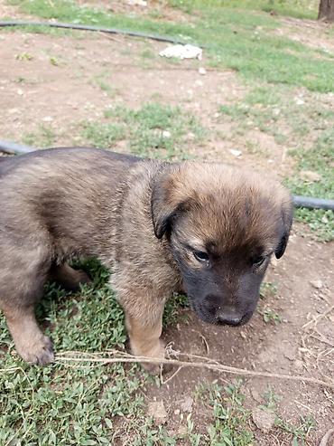 меняю на собаку: Бельгийская овчарка, 1 месяц, Самец — 3