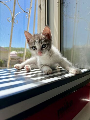 британский короткошерстный котенок: Котенок в добрые руки 
девочка