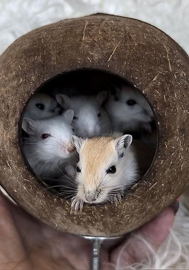 Хомяки: Продаются хомячки джунгарские, сирийские, ангорские пушистые хомячки — 25