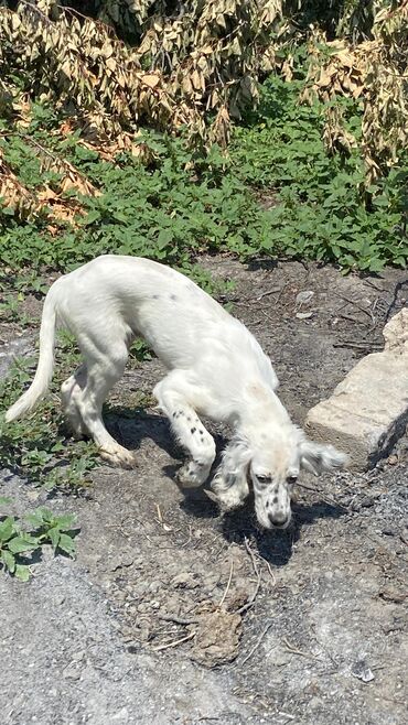 i̇tlər pitbul: 4 ay, Erkek, Peyvəndli, Ünvandan götürmə