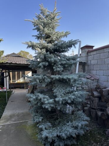 купить семена павловния: Көчөттөр дарактардын: Карагайлар, Өзү алып кетүү lalafo.kg да купить семена павловния: Көчөттөр дарактардын: Карагайлар, Өзү алып кетүү