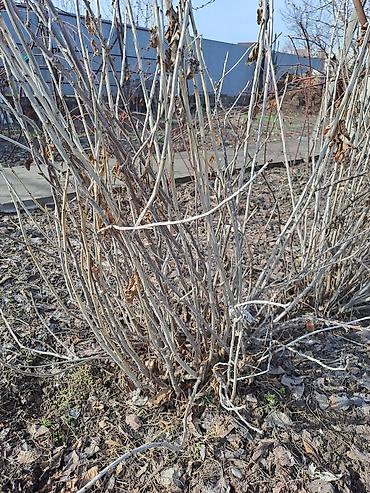 Смородина: Смородина — 22