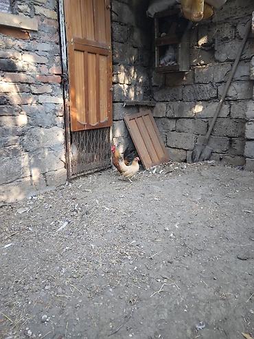 Toyuqlar: Toyuq, Damazlıq -da lalafo.az — 11 Toyuqlar: Toyuq, Damazlıq — 11