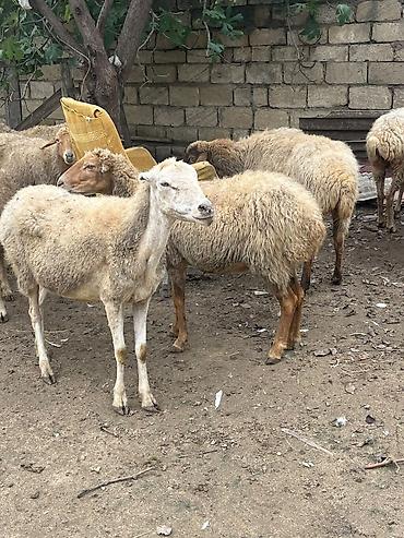 papuqay type 0: 11 dene boqaz qoyun saqlamdilar yemeylerine soz ola bilmez kom satlir — 4