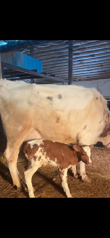 Inəklər, öküzlər: Südlük inək və buzov - Cins: alaca (şəkillərdə qırmızı-alaca rəngli) — 16