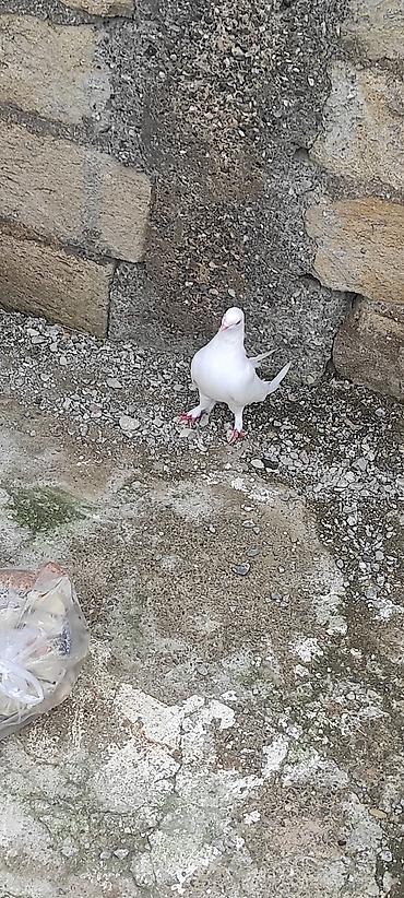 Quşlar: Göyərçin barter var boynugüllü yada əbrəşlə badam lələy erkəy olmalıdı — 2