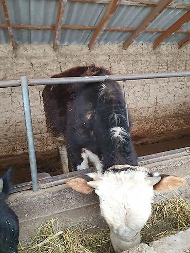 Коровы, быки: Продаю | Бык (самец) — 5