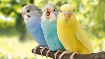 попугаи клетки: Волнистый попугай 1 шт 700 сом