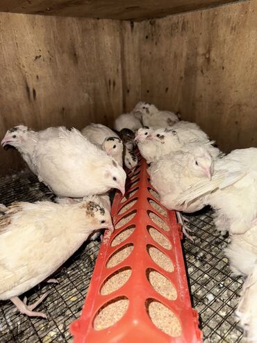 породистые котята бесплатно: Продам